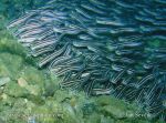 Photo of plotos páskovaný Plotosus lineatus Striped Catfish